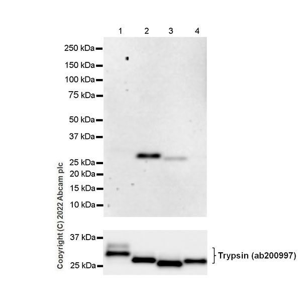 Western blot - Anti-PRSS2+PRSS3 antibody [EPR25648-13] (BSA and Azide free) (AB302606)