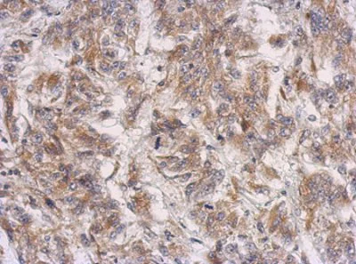 Immunohistochemistry (Formalin/PFA-fixed paraffin-embedded sections) - Anti-PRSS35 antibody (AB151970)