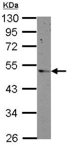 Western blot - Anti-PRSS35 antibody (AB151970)