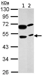Western blot - Anti-PRSS35 antibody (AB151970)