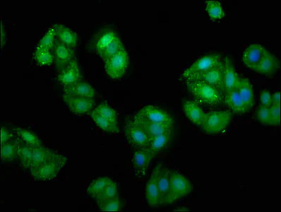 Immunocytochemistry/ Immunofluorescence - Anti-PRUNE antibody (AB237518)