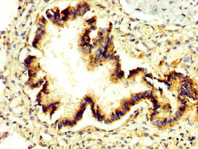 Immunohistochemistry (Formalin/PFA-fixed paraffin-embedded sections) - Anti-PRUNE antibody (AB237518)