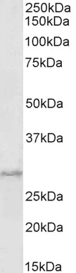 Western blot - Anti-PRX-1 antibody (AB106834)