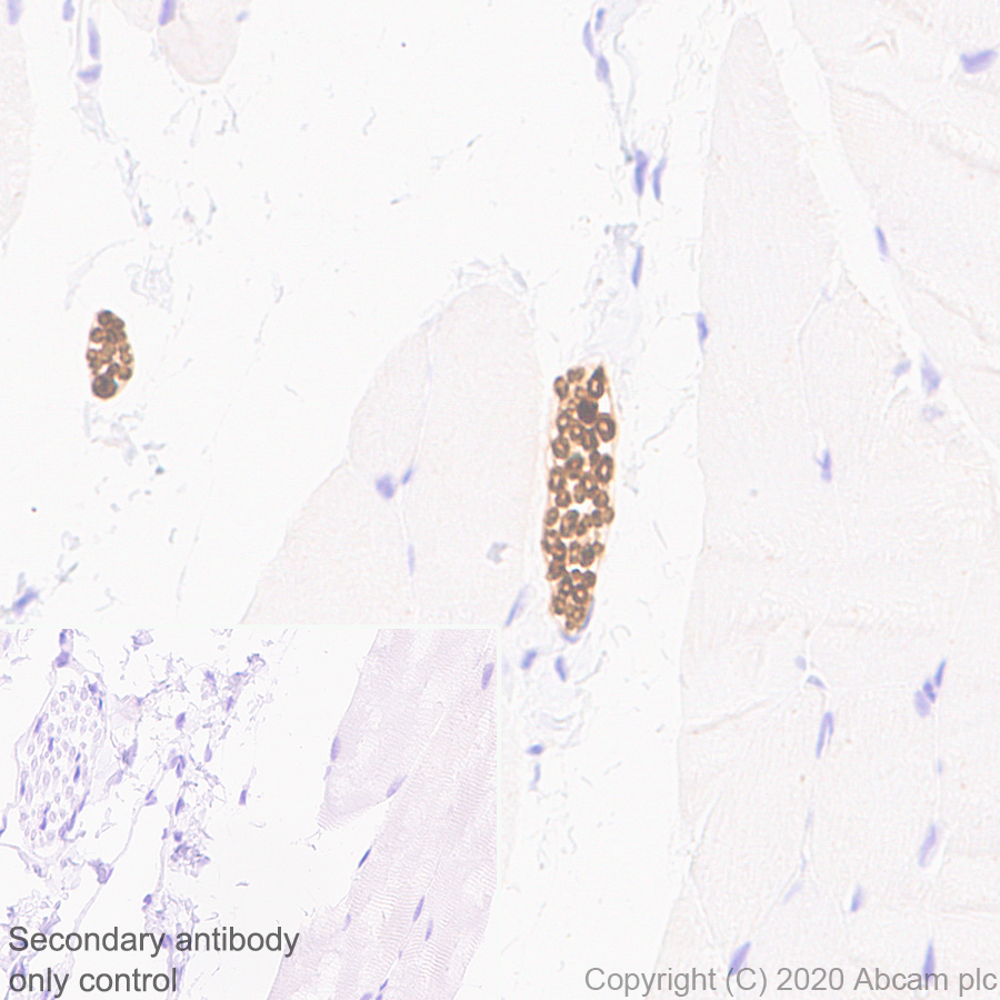 Immunohistochemistry (Formalin/PFA-fixed paraffin-embedded sections) - Anti-PRX antibody [EPR24150-36] (ab259953), expandable thumbnail