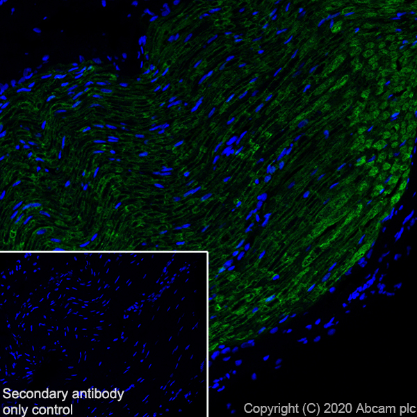 Immunohistochemistry (Frozen sections) - Anti-PRX antibody [EPR24150-36] (AB259953), expandable thumbnail