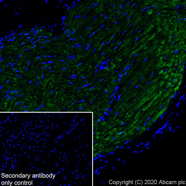 Immunohistochemistry (Frozen sections) - Anti-PRX antibody [EPR24150-36] - BSA and Azide free (AB278083)