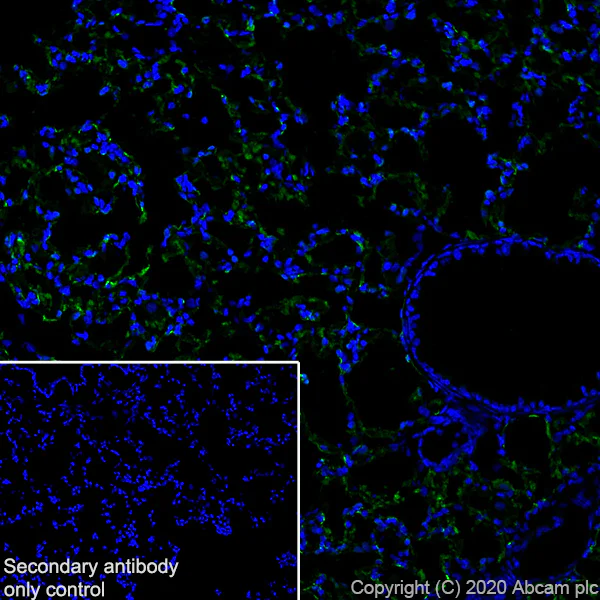 Immunohistochemistry (Frozen sections) - Anti-PRX antibody [EPR24150-36] - BSA and Azide free (AB278083)