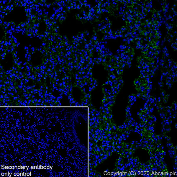Immunohistochemistry (Frozen sections) - Anti-PRX antibody [EPR24150-36] - BSA and Azide free (AB278083)