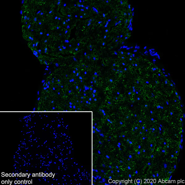 Immunohistochemistry (Frozen sections) - Anti-PRX antibody [EPR24150-36] - BSA and Azide free (AB278083)