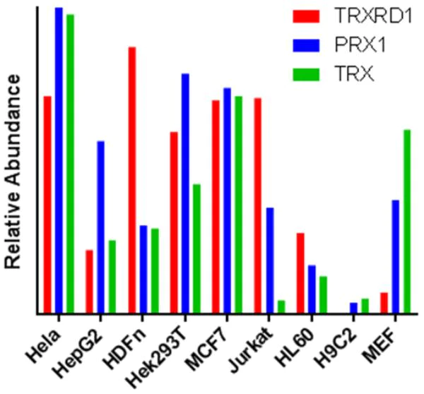 Western blot - PRX Pathway (TRX, TXNRD1, PRX1) Western Blot Cocktail (AB184868)