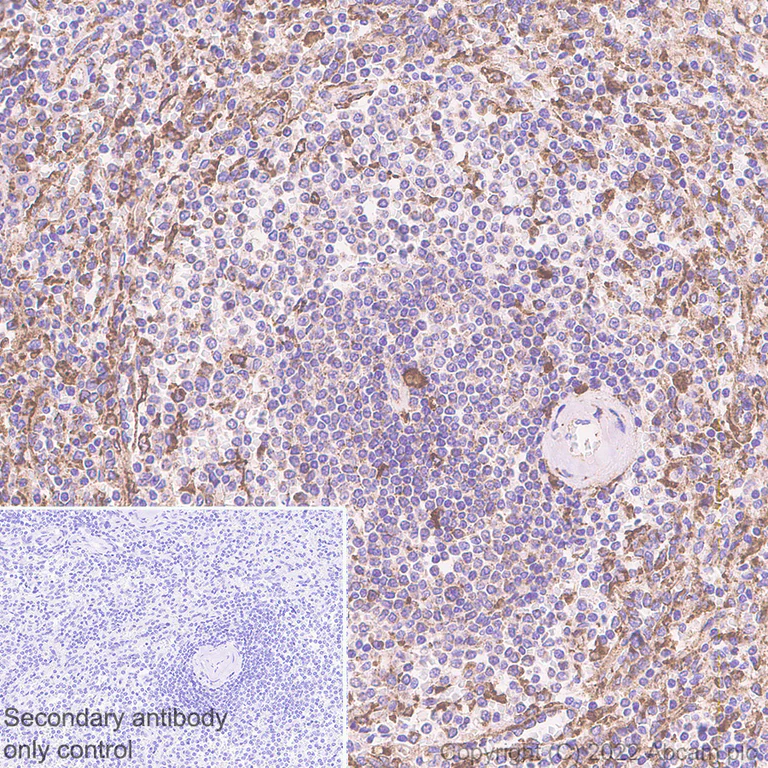 Immunohistochemistry - Anti-PSAP antibody [EPR25649-20] (AB308122)