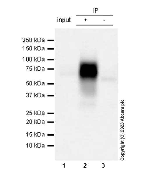 Immunoprecipitation - Anti-PSAP antibody [EPR25649-20] (AB308122)