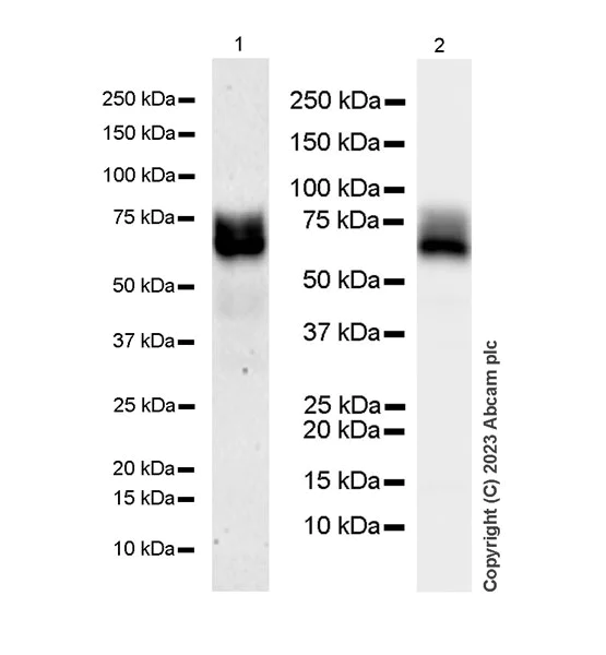 Western blot - Anti-PSAP antibody [EPR25649-20] (AB308122)