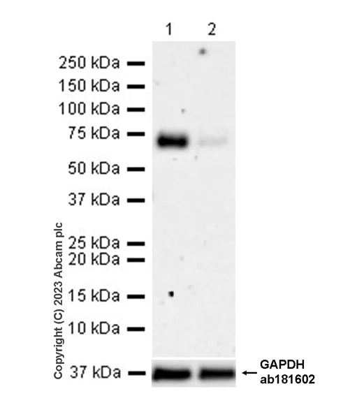 Western blot - Anti-PSAP antibody [EPR25649-20] - BSA and Azide free (AB308123)