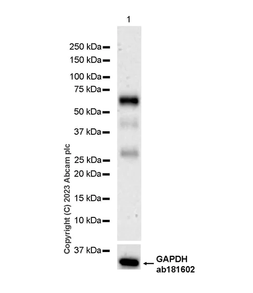 Western blot - Anti-PSAP antibody [EPR25649-20] - BSA and Azide free (AB308123)