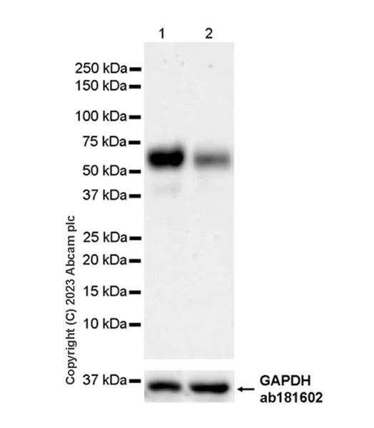 Western blot - Anti-PSAP antibody [EPR25649-20] - BSA and Azide free (AB308123)