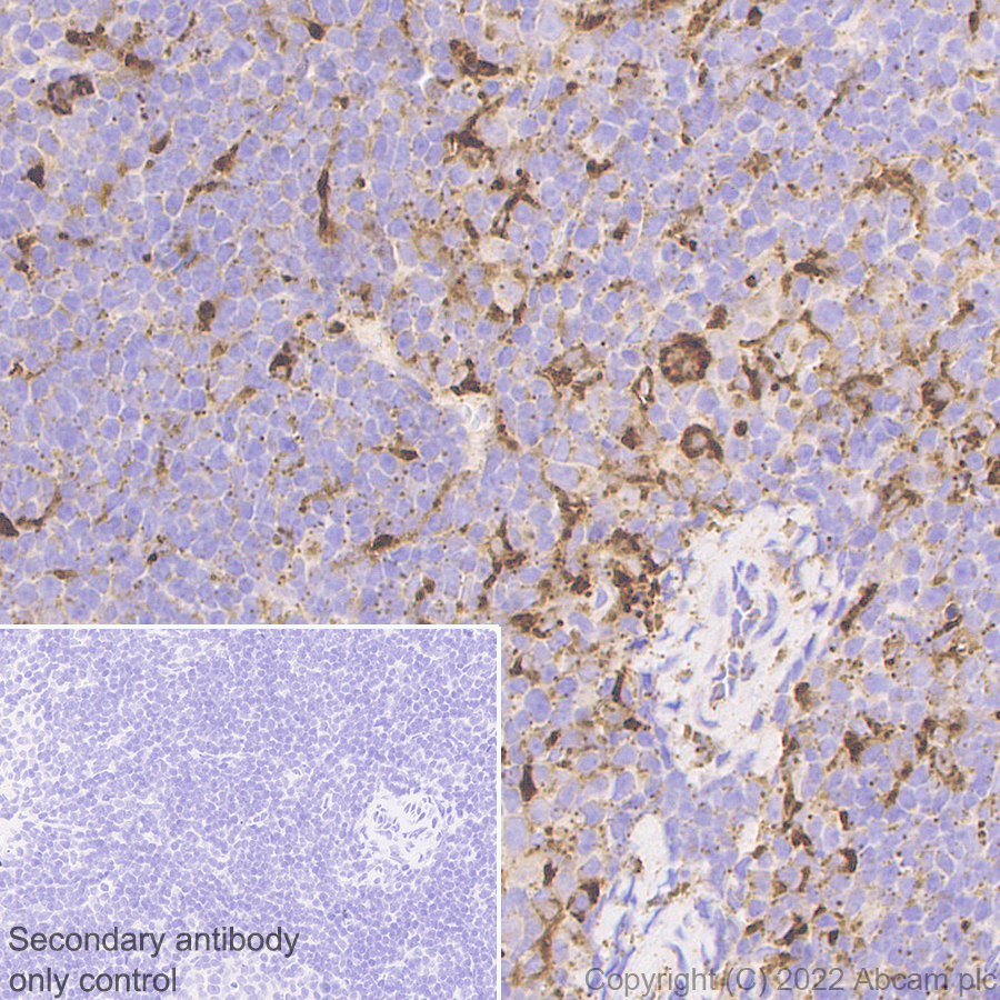 Immunohistochemistry (Formalin/PFA-fixed paraffin-embedded sections) - Anti-PSAP antibody [EPR25650-11] (AB300469)