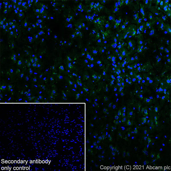 Immunohistochemistry (Frozen sections) - Anti-PSAP antibody [EPR25650-11] (AB300469)