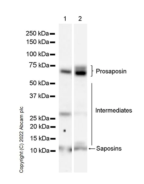 Western blot - Anti-PSAP antibody [EPR25650-11] (AB300469)