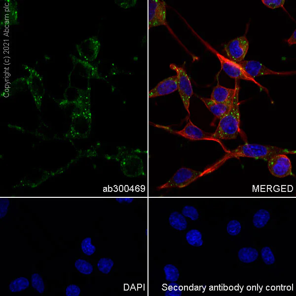 Immunocytochemistry/ Immunofluorescence - Anti-PSAP antibody [EPR25650-11] (BSA and Azide free) (AB300470)