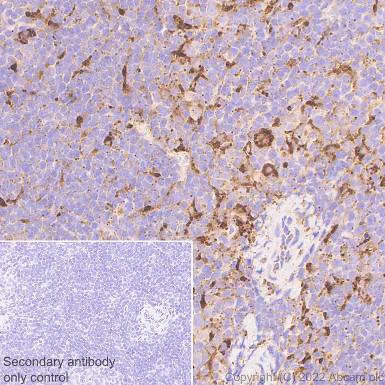 Immunohistochemistry (Formalin/PFA-fixed paraffin-embedded sections) - Anti-PSAP antibody [EPR25650-11] (BSA and Azide free) (AB300470)