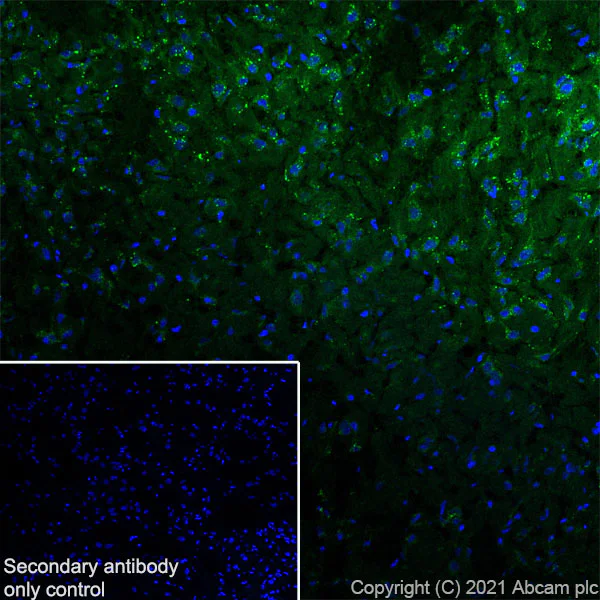 Immunohistochemistry (Frozen sections) - Anti-PSAP antibody [EPR25650-11] (BSA and Azide free) (AB300470)