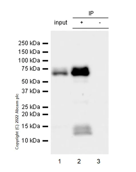 Immunoprecipitation - Anti-PSAP antibody [EPR25650-11] (BSA and Azide free) (AB300470)