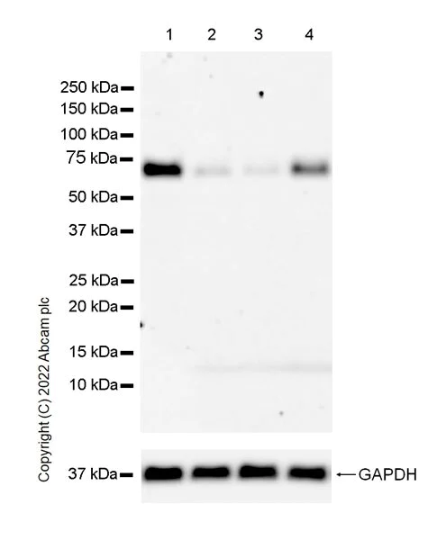 Western blot - Anti-PSAP antibody [EPR25650-11] (BSA and Azide free) (AB300470)