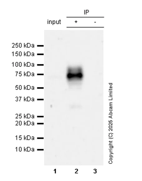 Immunoprecipitation - Anti-PSAP antibody [RM1353] (AB324885)