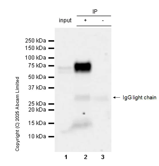 Immunoprecipitation - Anti-PSAP antibody [RM1353] (AB324885)