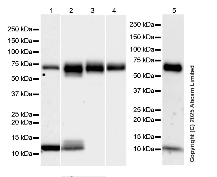 Western blot - Anti-PSAP antibody [RM1353] (AB324885)