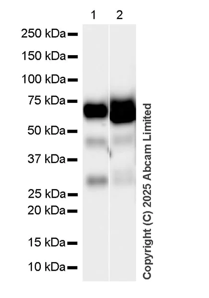 Western blot - Anti-PSAP antibody [RM1353] (AB324885)