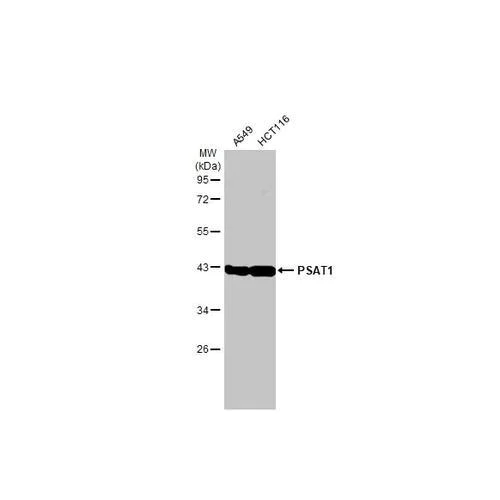 Western blot - Anti-PSAT1 antibody [HL2270] (AB317185)