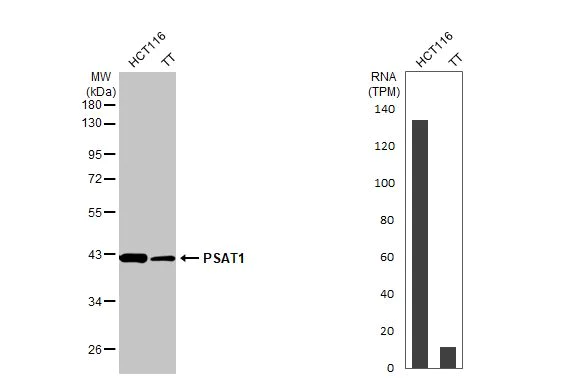 Western blot - Anti-PSAT1 antibody [HL2270] (AB317185)