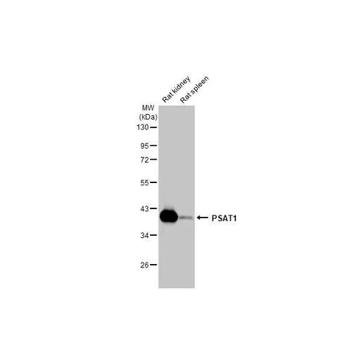 Western blot - Anti-PSAT1 antibody [HL2270] (AB317185)