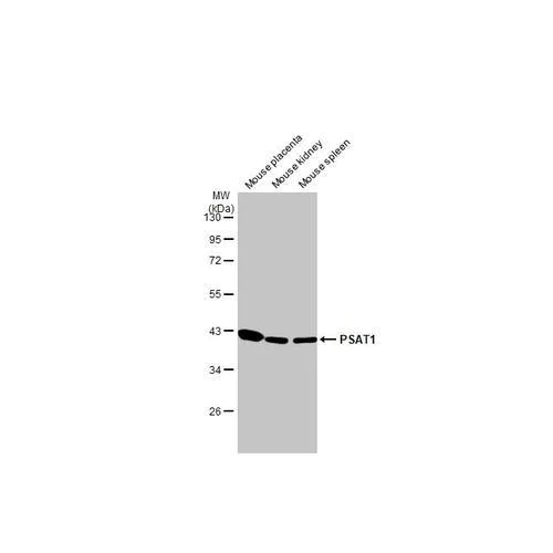 Western blot - Anti-PSAT1 antibody [HL2270] (AB317185)
