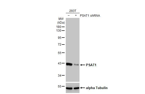 Western blot - Anti-PSAT1 antibody [HL2270] (AB317185)