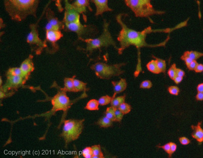 Immunocytochemistry/ Immunofluorescence - Anti-PSD93 antibody (AB2930)