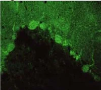 Immunohistochemistry (Frozen sections) - Anti-PSD93 antibody (AB2930)