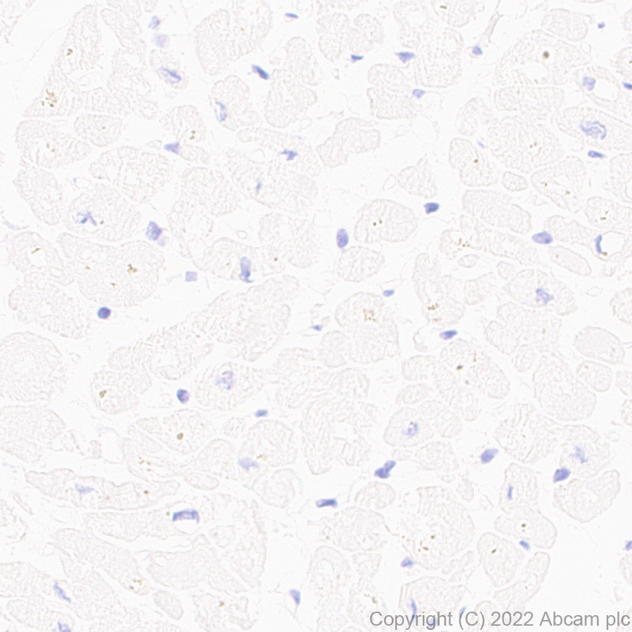 Immunohistochemistry (Formalin/PFA-fixed paraffin-embedded sections) - Anti-PSD93 antibody [EPR26468-112] - BSA and Azide free (ab289997), expandable thumbnail