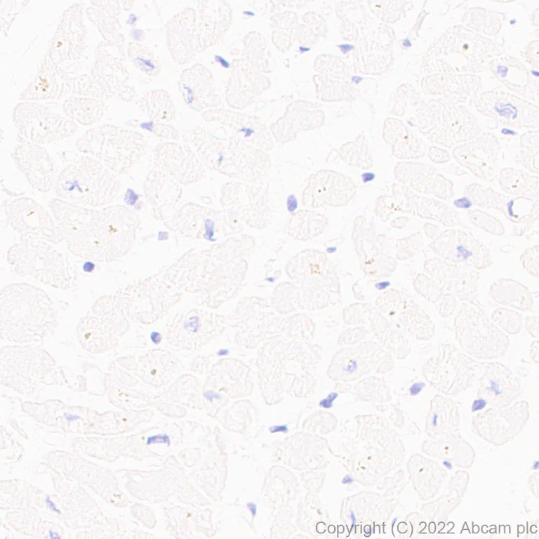 Immunohistochemistry (Formalin/PFA-fixed paraffin-embedded sections) - Anti-PSD93 antibody [EPR26468-112] - BSA and Azide free (AB289997)