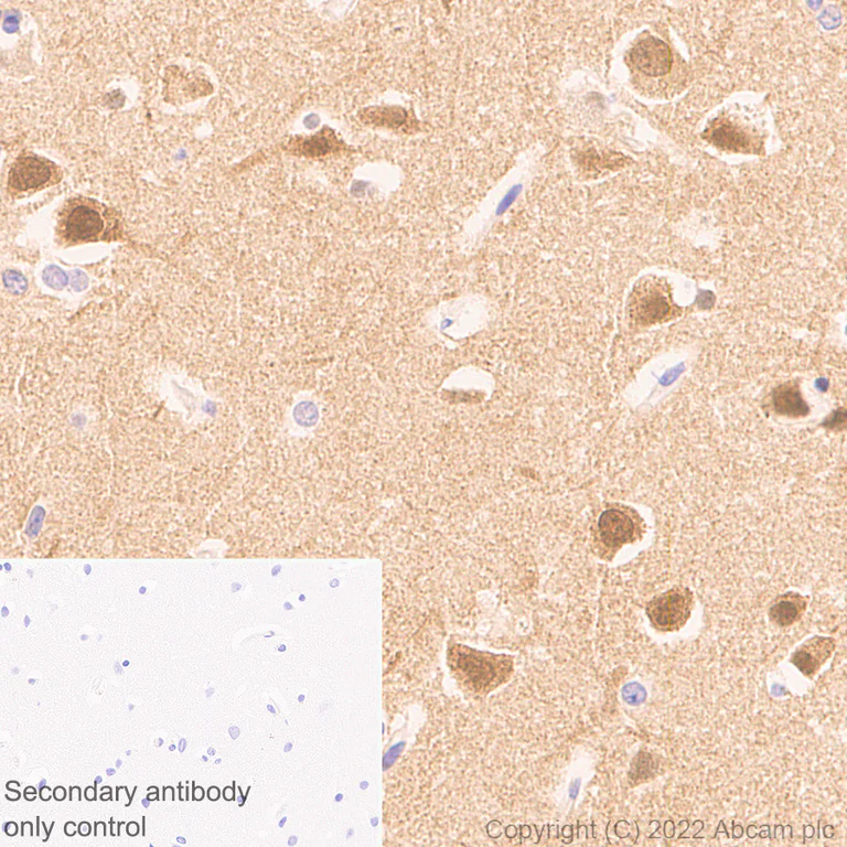 Immunohistochemistry (Formalin/PFA-fixed paraffin-embedded sections) - Anti-PSD93 antibody [EPR26468-112] - BSA and Azide free (AB289997)