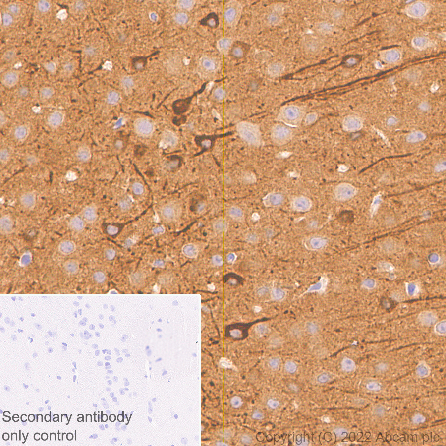 Immunohistochemistry (Formalin/PFA-fixed paraffin-embedded sections) - Anti-PSD93 antibody [EPR26468-112] - BSA and Azide free (ab289997), expandable thumbnail