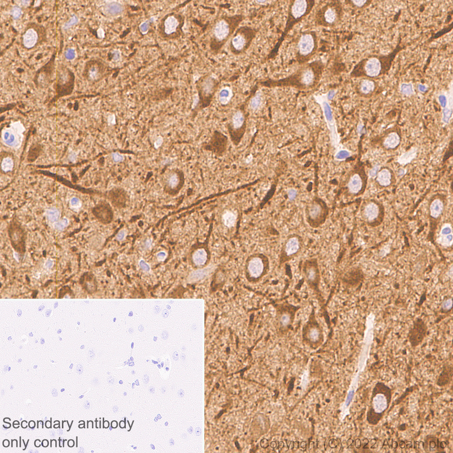 Immunohistochemistry (Formalin/PFA-fixed paraffin-embedded sections) - Anti-PSD93 antibody [EPR26468-112] - BSA and Azide free (AB289997), expandable thumbnail