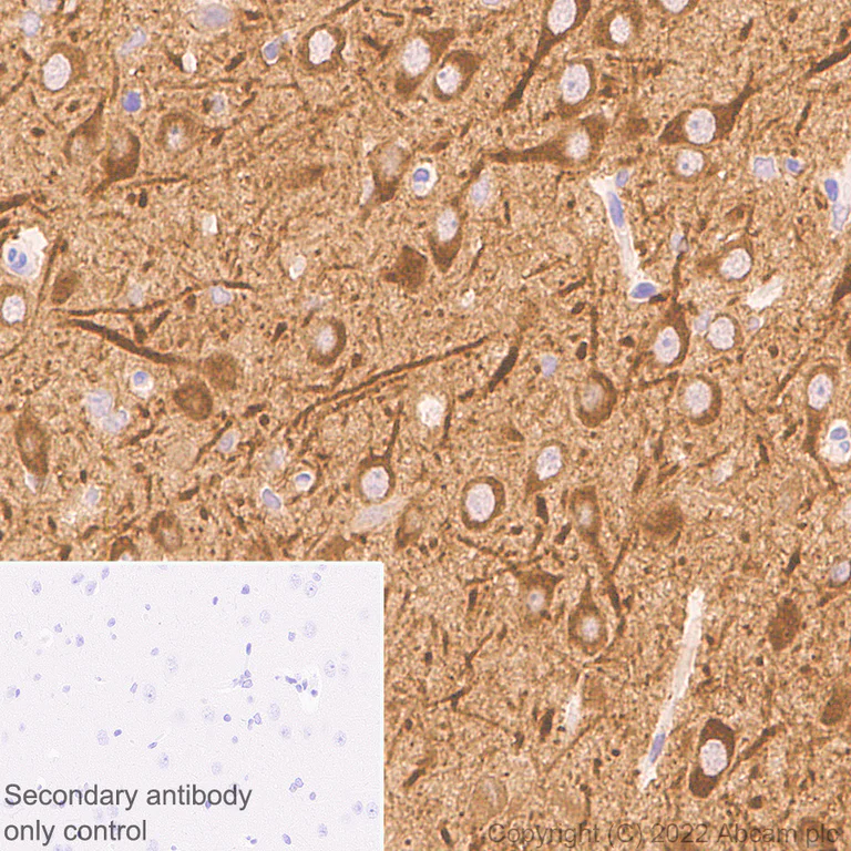 Immunohistochemistry (Formalin/PFA-fixed paraffin-embedded sections) - Anti-PSD93 antibody [EPR26468-112] - BSA and Azide free (AB289997)