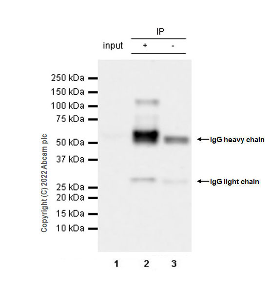 Immunoprecipitation - Anti-PSD93 antibody [EPR26468-112] - BSA and Azide free (AB289997), expandable thumbnail