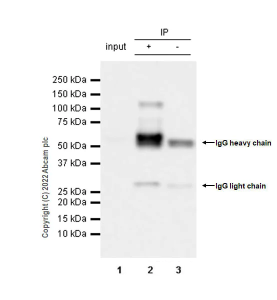Immunoprecipitation - Anti-PSD93 antibody [EPR26468-112] - BSA and Azide free (AB289997)