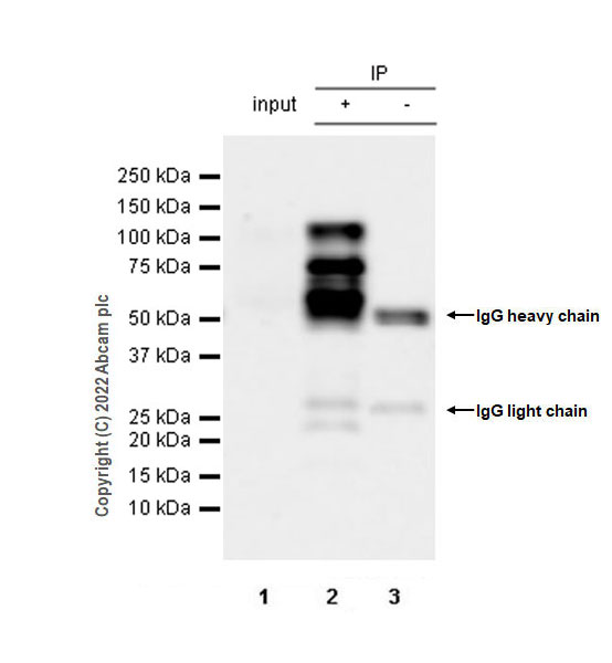 Immunoprecipitation - Anti-PSD93 antibody [EPR26468-112] - BSA and Azide free (AB289997), expandable thumbnail