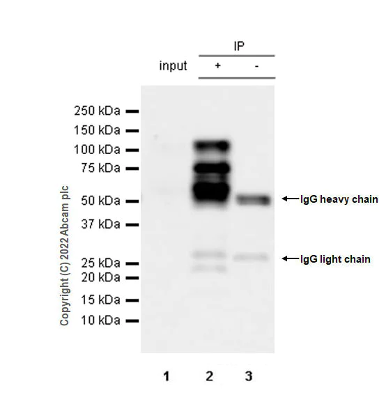 Immunoprecipitation - Anti-PSD93 antibody [EPR26468-112] - BSA and Azide free (AB289997)