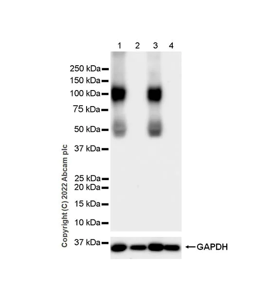 Western blot - Anti-PSD93 antibody [EPR26468-112] - BSA and Azide free (AB289997)